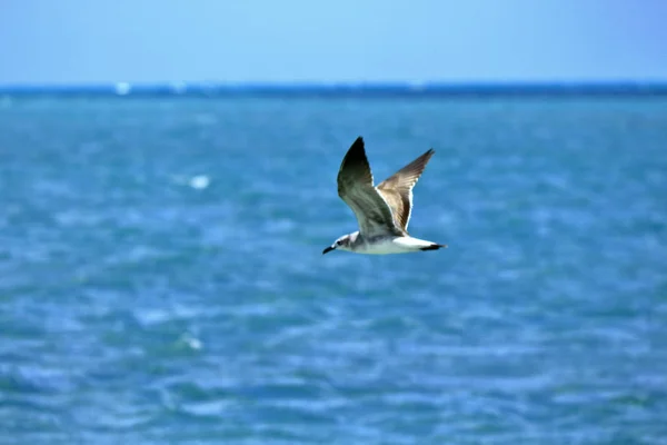 海鸥望着地平线 — 图库照片