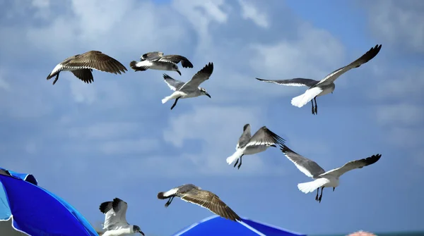 Seagulls Looking Horizon — Stock Photo, Image