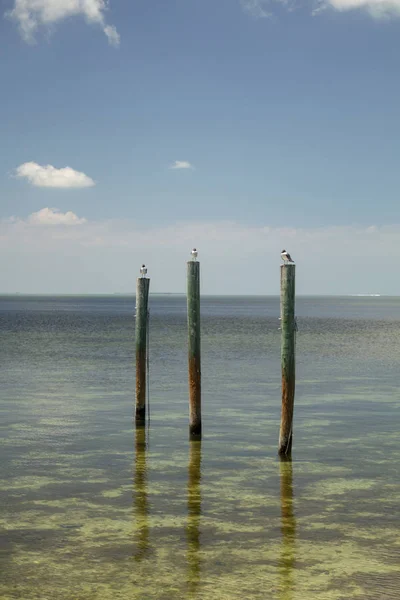 Gaivotas Olhando Para Horizonte — Fotografia de Stock