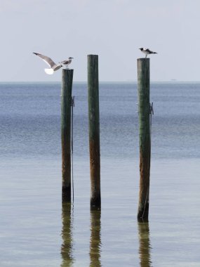 Hiçbir yerde kuşlar