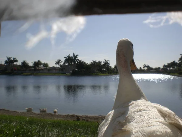 Gooses at the home backyard