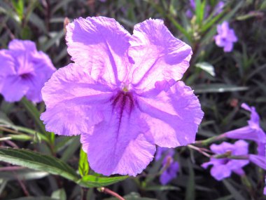 Nadir littles mor çiçekler