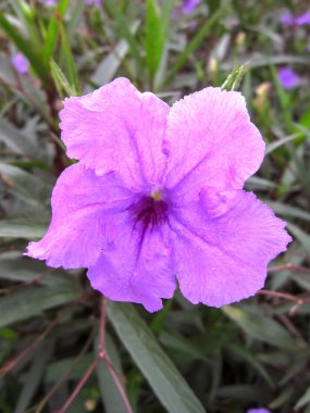 Nadir littles mor çiçekler