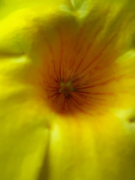 Flores Del Verano — Foto de Stock