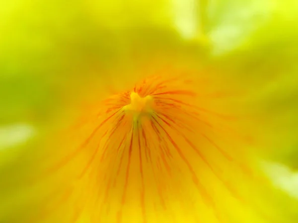 Flores Del Verano — Foto de Stock