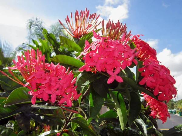 Bloemen Van Zomer — Stockfoto