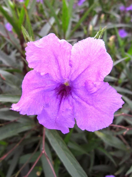 Raros Pequeninos Flores Roxas — Fotografia de Stock