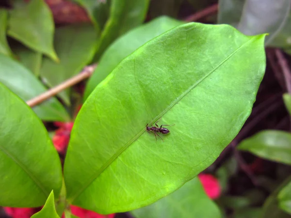 蚂蚁和叶子 — 图库照片