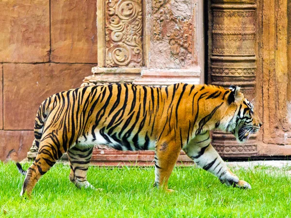 Tigre Zoológico — Fotografia de Stock