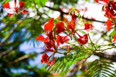 Gösterişli veya Alev ağacı çiçekleri