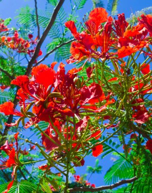 Gösterişli veya Alev ağacı çiçekleri