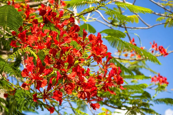 Flamboyante Vlam Boom Bloemen — Stockfoto