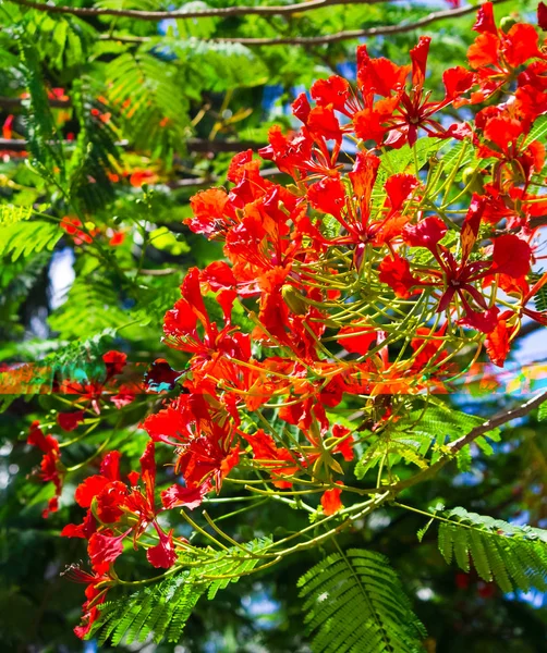 Gösterişli veya Alev ağacı çiçekleri