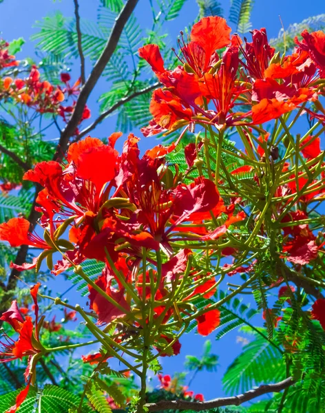 Gösterişli veya Alev ağacı çiçekleri