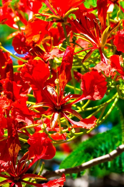 Flamboyant Flame Tree Flowers — Stock Photo, Image