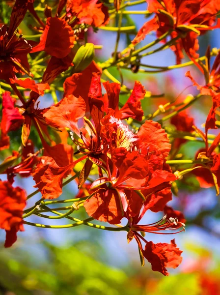 Flamboyant Flame Árvore Flores — Fotografia de Stock