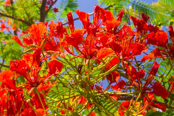 Flamboyant Flame Tree Flowers — Stock Photo, Image