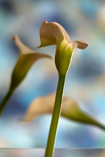 Små Och Nyfikna Lila Blommor — Stockfoto