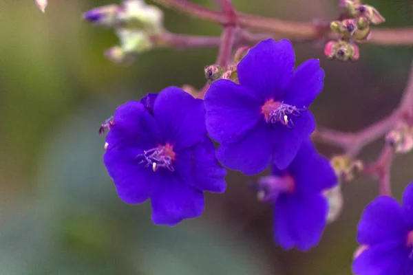 Kecil Dan Penasaran Bunga Ungu — Stok Foto