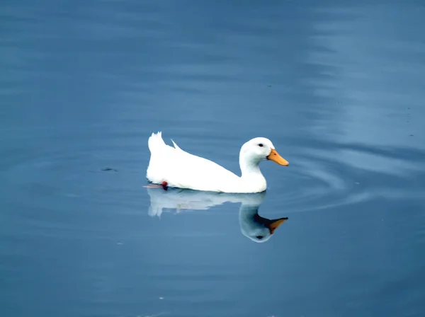 Weiße Enten See — Stockfoto