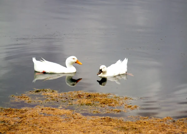 Weiße Enten See — Stockfoto