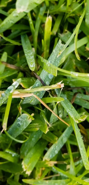 Quintal Verde Após Chuva — Fotografia de Stock