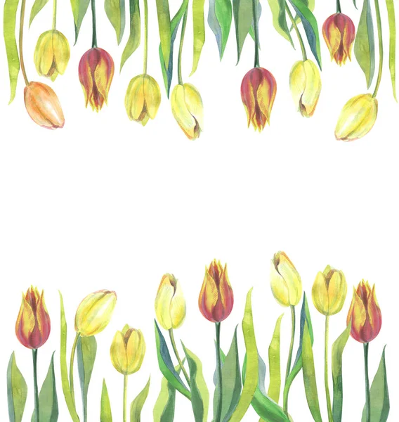 Güzel suluboya lale banner şablon beyaz izole. Sarı, kırmızı ve turuncu lale beyaz izole.