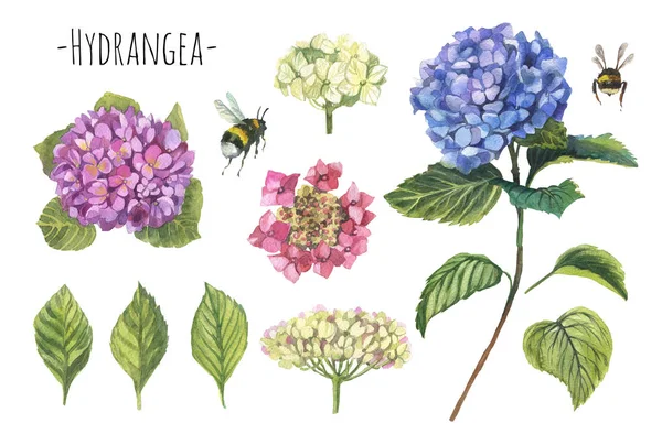 Akvarell Vit Grön Rosa Och Blå Hortensia Set Handmålade Blommor — Stockfoto