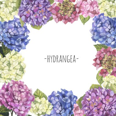 Suluboya beyaz, yeşil, pembe ve mavi ortanca çerçeve çelenk arka plan. Kartpostal, tasarım, baskı için doğa botanik illüstrasyon. 