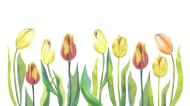 Güzel suluboya lale banner şablon beyaz izole. Sarı, kırmızı ve turuncu lale beyaz izole.