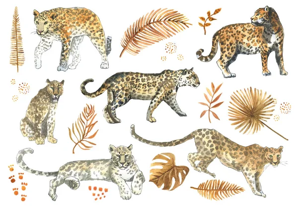 Leopard Jaguar Kattdjur Set Med Tropiska Gyllene Löv — Stockfoto