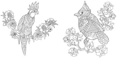 Boyama sayfaları. Boyama kitabı yetişkinler için. Boyama resimleri Kakadu ve kırmızı Kardinal kuşu. Doodle ve zentangle öğeleri ile çizim antistress serbest kroki.