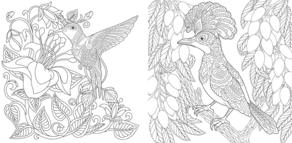 Coloriage Oiseaux Exotiques Tropicaux Dessin Art Ligne Pour Adulte Livre — Image vectorielle