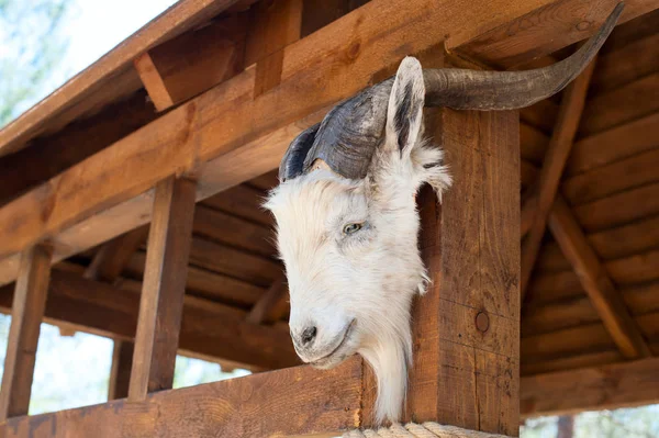 The head of the chucula of a white mountain goat hangs at the entrance to the hunting lodge