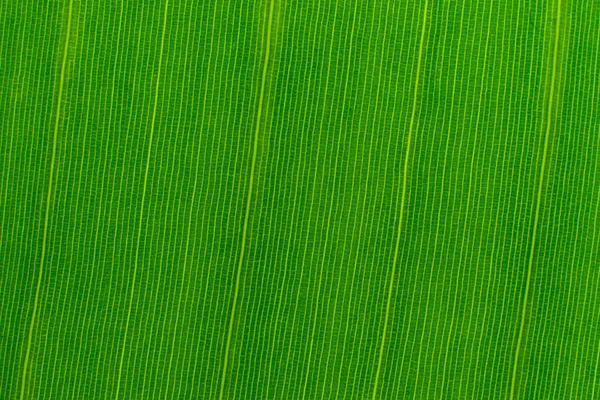 Texture of a green tropical leaf banana. Close-up. Background for design