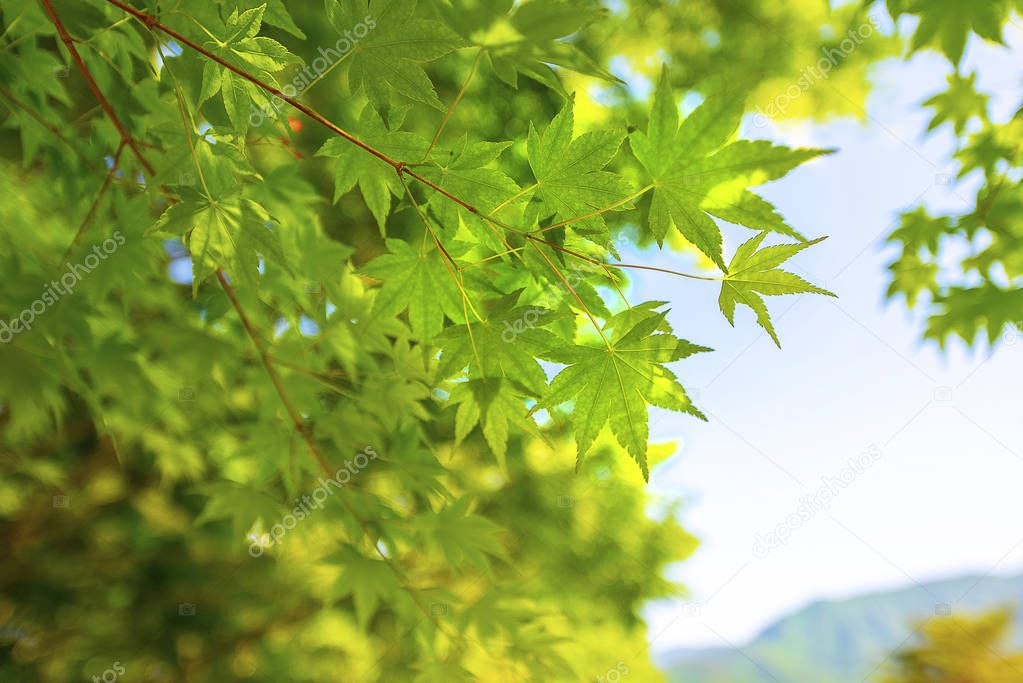 Fresh green of Maple in Japan