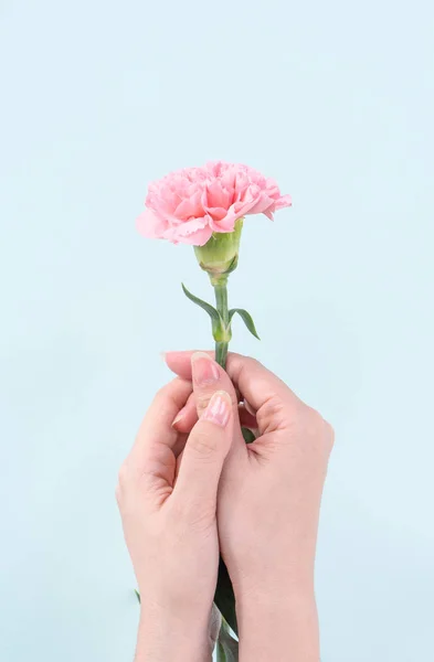 Woman giving bunch of elegance blooming baby pink color tender carnations isolated on pale blue background, mothers day decor design concept, top view, close up, copy space