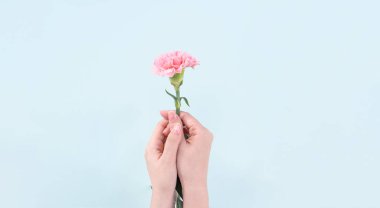 Kadın bebek pembe renk ihale karanfil izole soluk mavi arka plan, anneler günü dekor tasarım konsepti, üstten görünüm, çiçek açan zerafet veren avuç yakın çekim, alanı Kopyala