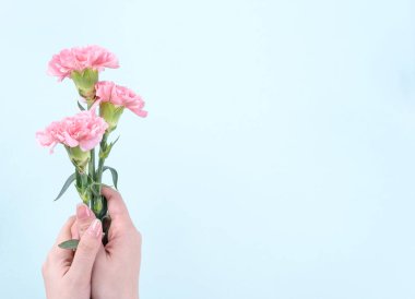 Kadın bebek pembe renk ihale karanfil izole soluk mavi arka plan, anneler günü dekor tasarım konsepti, üstten görünüm, çiçek açan zerafet veren avuç yakın çekim, alanı Kopyala