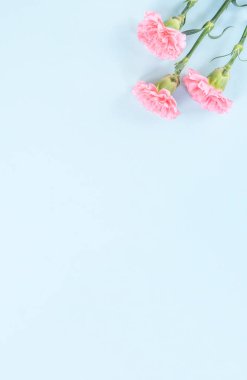 Güzel taze çiçek açan bebek pembe renk ihale karanfil izole parlak mavi arka plan, anneler günü teşekkür tasarım konsepti, üstten görünüm, düz yatıyordu, kopyalama alanı, yakın, alay kadar