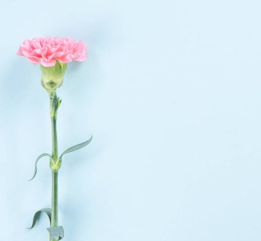 Güzel taze çiçek açan bebek pembe renk ihale karanfil izole parlak mavi arka plan, anneler günü teşekkür tasarım konsepti, üstten görünüm, düz yatıyordu, kopyalama alanı, yakın, alay kadar