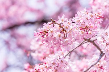 Güzel kiraz çiçekleri sakura ağacı çiçek bahar castle Park, kopya alanı, makroyu oluşturan, kapatmak.