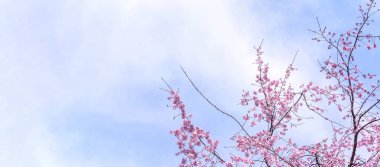 Güzel kiraz çiçekleri sakura ağacı çiçek bahar castle Park, kopya alanı, makroyu oluşturan, kapatmak.