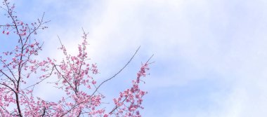 Güzel kiraz çiçekleri sakura ağacı çiçek bahar castle Park, kopya alanı, makroyu oluşturan, kapatmak.
