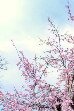 Güzel kiraz çiçekleri sakura ağacı çiçek bahar castle Park, kopya alanı, makroyu oluşturan, kapatmak.