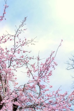 Güzel kiraz çiçekleri sakura ağacı çiçek bahar castle Park, kopya alanı, makroyu oluşturan, kapatmak.