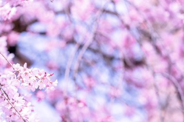 Güzel kiraz çiçekleri sakura ağacı çiçek bahar castle Park, kopya alanı, makroyu oluşturan, kapatmak.