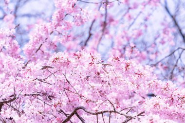 Güzel kiraz çiçekleri sakura ağacı çiçek bahar castle Park, kopya alanı, makroyu oluşturan, kapatmak.
