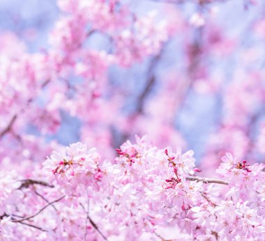 Güzel kiraz çiçekleri sakura ağacı çiçek bahar castle Park, kopya alanı, makroyu oluşturan, kapatmak.