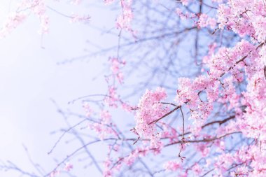 Güzel kiraz çiçekleri sakura ağacı çiçek bahar castle Park, kopya alanı, makroyu oluşturan, kapatmak.